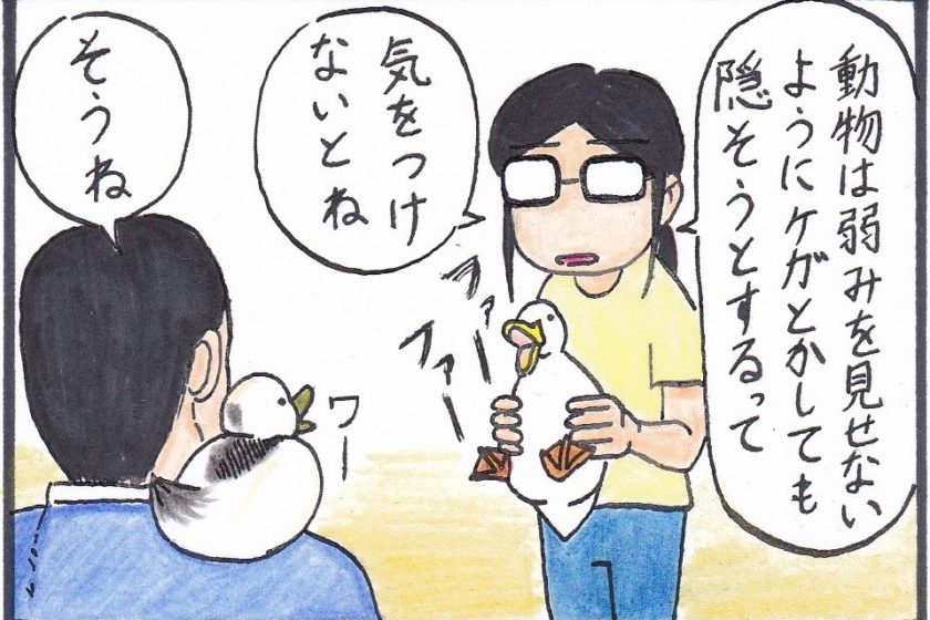 アヒルは弱さを見せない？